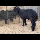 فحل عربي مشروع فحل السن حذع يقرع على اليد