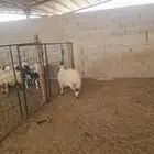 طلي نعيمي طيب. وطرفه طيب وتراه أطيب من التصوير ذبيحه