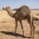 قعود تحت امه