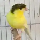 ذكر كناري اصفر كامل تم البيع