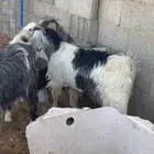 للبيع تيوس وجفرات