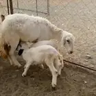 نعجه منتوجه حريه معها توم ذكران