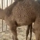 للبيع حيران حليب