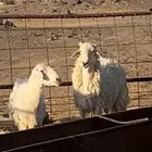 خروف فحل ثني