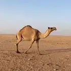 ناقه ضريبه شعلا