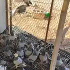 حمام زاجل سباق