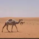 للبيع ضروبه ولقحه السن رباع