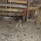 للبيع ديكين فحوله طيبه بالحيل