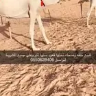 ناقه وضحا خلفه