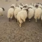 خرفان ورخال