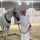 حصان شعبي من فواخر الشعبيات