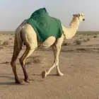 ناقه رمانيه لقحه الموقع عفيف