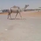 عشرا شقحا طيبه