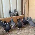 للبيع حمام قطيفي وبكستاني وشماسي