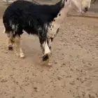 فحل نجدي
