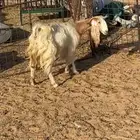 عنز طيبه