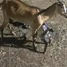 للبيع عنز منتوج