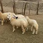 طليان ورخال للبيع