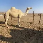 ضروبة وضحاء
