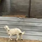 تيوس فل الفل لبانيه