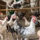 ديوك للبيع محصنة حول 70