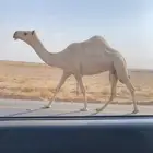 ضريبه شقحا كفو