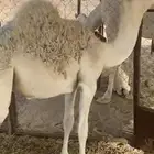 القعود للبيع كفو ولباني اللي يبي المقطع يتواصل واتس