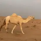 ناقه لقحه على ولد هداج ب الذمه سالمة العذاريب