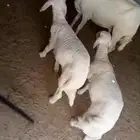 حريه تحتها رخال العمر فوق شهرين كل شي سلم سوم 2500