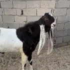 فحل حجازي