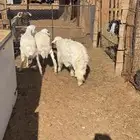 حريات خروفين ورخل