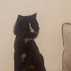 قط ضايع بحي القادسية 1