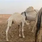 قعود