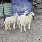 رخال شحم ونضيفه شرط مشالله