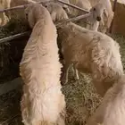 11 خروف جذعان