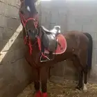 مربط بن سيحان للخيول العربية الأصيلة
