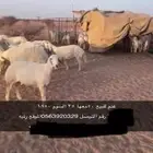 غنم خلفات للبيع