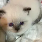 رضيعه جميله جدا