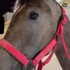 مهره عمرها سنه وثمانيه لا يوجد تقدم الفك بلحيل طيبه