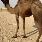 للبيع ناقة قصب