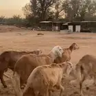 7 سواكن شقر طيبة للبيع