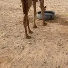 للبيع بكره طيبه