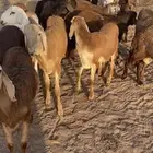 سواكن مرابي