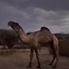 بعير اصفر عبداني فحل طيب وانتاجه طيب وعلى الشرط من العذاريب