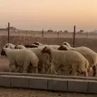 خرفان نعيم 10