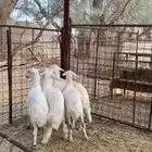 بهم حري للبيع عدد 5