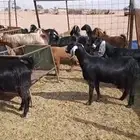 معزا مشاريك جبره ومكرمه ( مضاريع دفيع قريب ولاده )