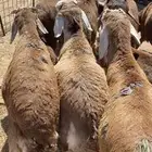 سواكن مرتبي