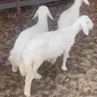 هرفاء نعيم وحري طيبه وبريه ومن حلالي