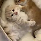 ابي قطوة سكوتش تكون صغيرة زي كذا تبني تكفون ابغا